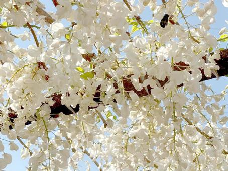 藤の花 藤の花 フジ,春,ふじの写真素材