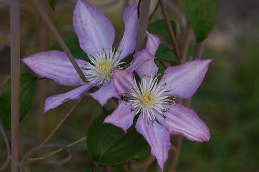 クレマチス クレマチス,秋の花,花壇の写真素材