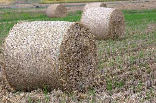 収穫した後の稲藁ロール 稲刈り,収穫,稲藁の写真素材