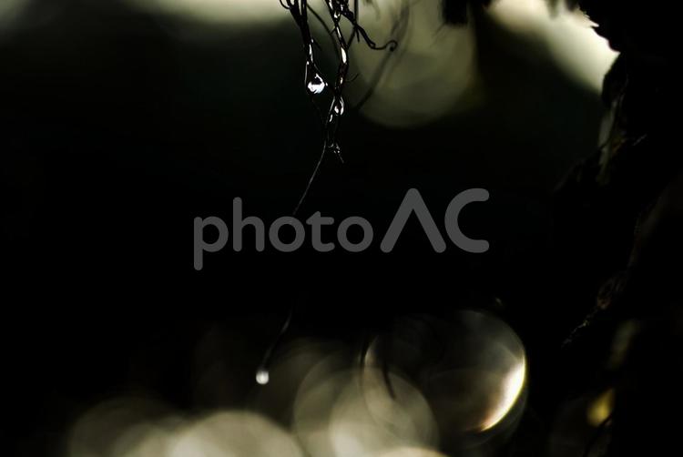 ＜五島の風景＞ヤシの木に溜まった雨粒 風景,植物,椰子の写真素材