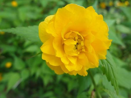 黄金の春|やまぶき(山吹)の花 アップ 黄金の春|やまぶき(山吹)の花 アップの写真