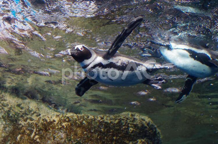 水族館の水面付近で泳ぐペンギン ペンギン,泳ぐ,可愛いの写真素材