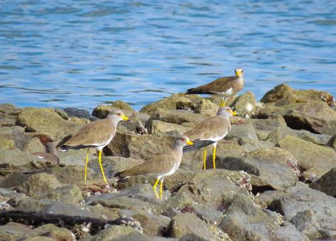 海辺に降り立ったケリの群れ 海辺に降り立ったケリの群れ ケリ,野鳥,動物の写真素材