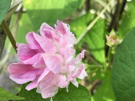 ピンク色 はねざきアサガオ ピンク色 はねざきアサガオの写真