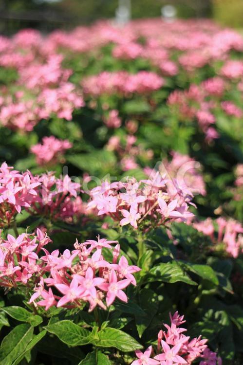 星形の花にねがいごと ペンタス,星形,ピンクの花の写真素材