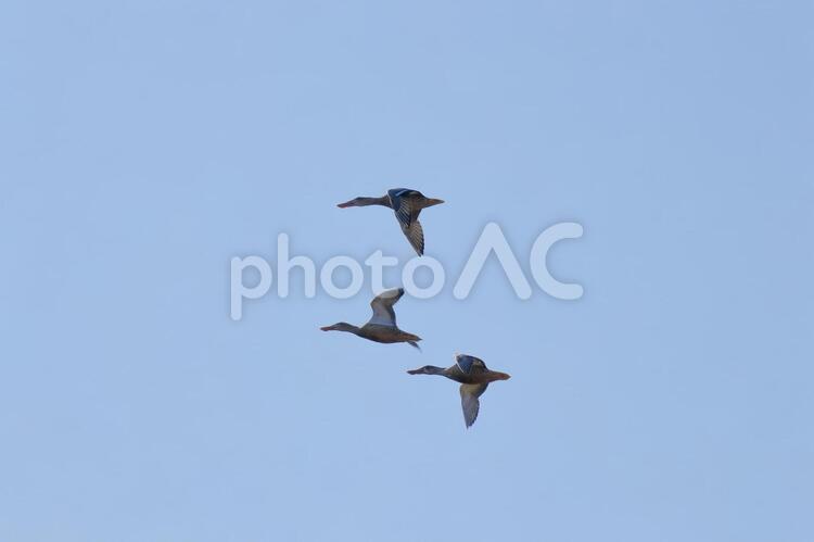 空飛ぶ3羽の鴨 空飛ぶ3羽の鴨 カモ,鴨,飛翔の写真素材