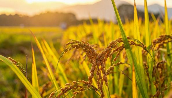 収穫間近の稲穂の写真
