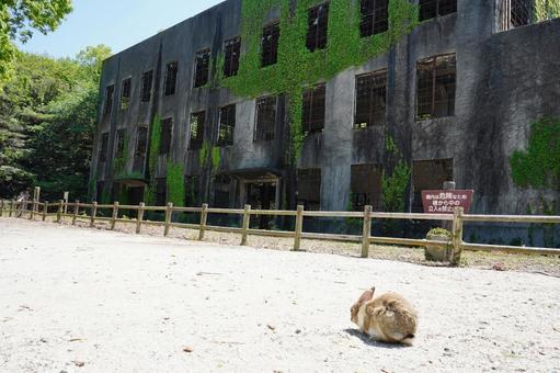 広島 大久野島 発電所跡8 広島 大久野島 発電所跡8 大久野島発電所跡,ウサギ,バニーの写真素材