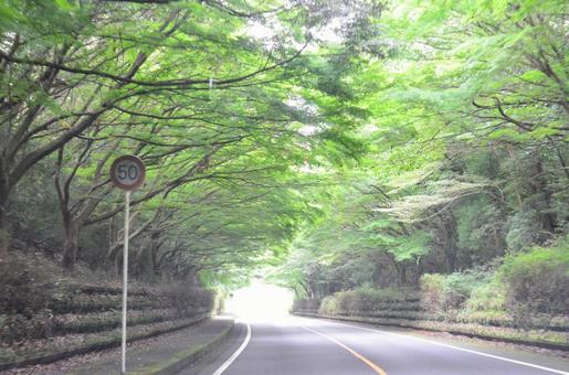 街路樹 街路樹の写真