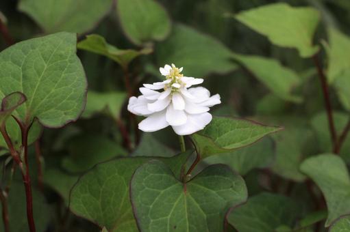 ヤエドクダミ 花,ヤエドクダミ,ドクダミの写真素材