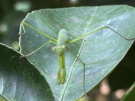 カマキリ、成長中。 カマキリ、成長中。 カマキリ,幼虫,昆虫の写真素材