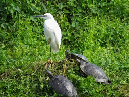 川べりの草むらでカメに囲まれるコサギ 川べりの草むらでカメに囲まれるコサギ コサギ,野鳥,ミドリガメの写真素材