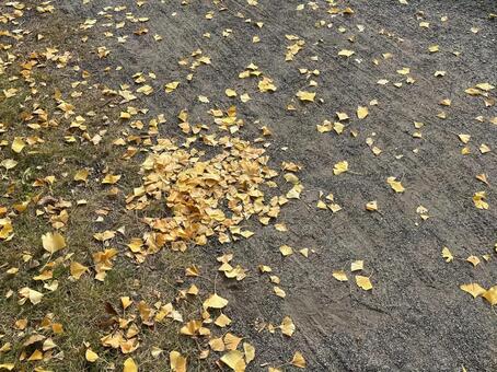 銀杏の葉 秋,木,葉の写真素材