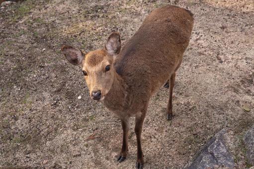 Deer of Miyajima in Aki, JPG