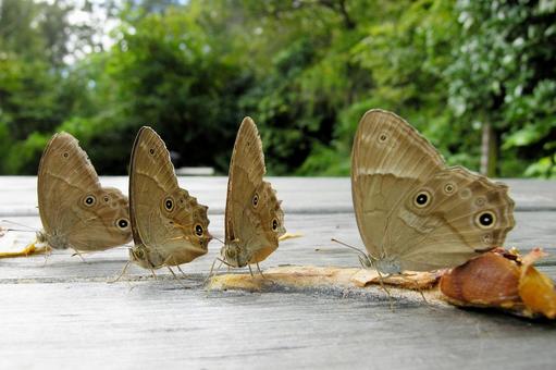 卓上の蝶たち 卓上の蝶たち ヒカゲチョウ,蝶,テーブルの写真素材