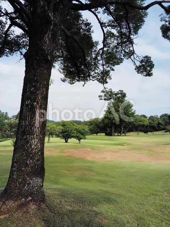 【ゴルフコース】林からのショット ゴルフ,golf,林間ショットの写真素材