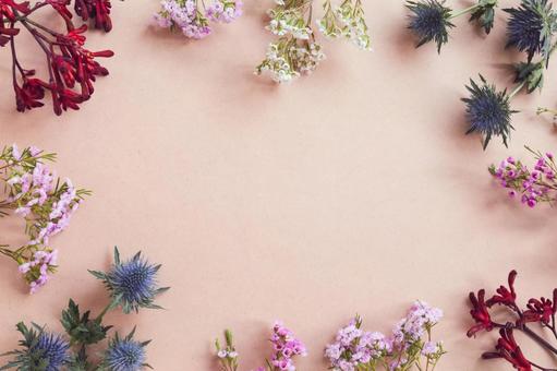 ボタニカルフレーム ボタニカルフレーム ボタニカル,花,カンガルーポーの写真素材