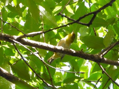 A Japanese white-eye 2 flew to a branch above my head, JPG A Japanese white-eye 2 flew to a branch above my head, JPG