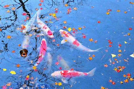 堀の池を泳ぐ綺麗なニシキゴイ 堀の池を泳ぐ綺麗なニシキゴイ 錦鯉,魚,鯉の写真素材