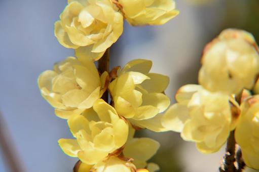 ロウバイの花 晴天,晴れ,ロウバイの写真素材