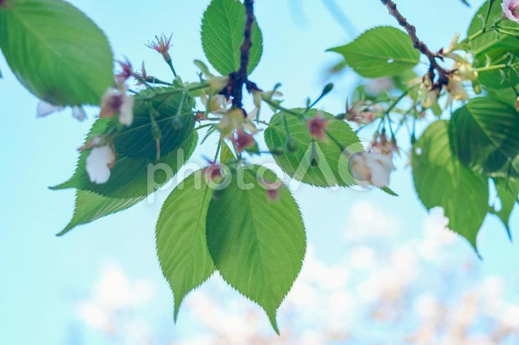 ［街角スナップ］葉桜の季節 葉桜,さくら,サクラの写真素材