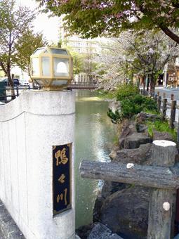 鴨々川と桜 鴨々川と桜の写真