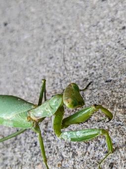 カマキリの写真