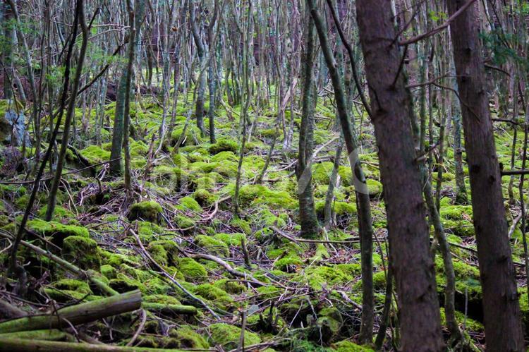 もののけの森 山,自然,森の写真素材