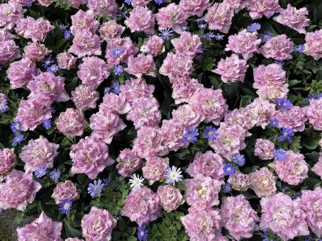 キューケンホフ公園 キューケンホフ公園 キューケンホフ,チューリップ,アムステルダムの写真素材