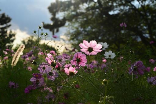 夕暮れのコスモス コスモス,秋桜,秋の風景の写真素材