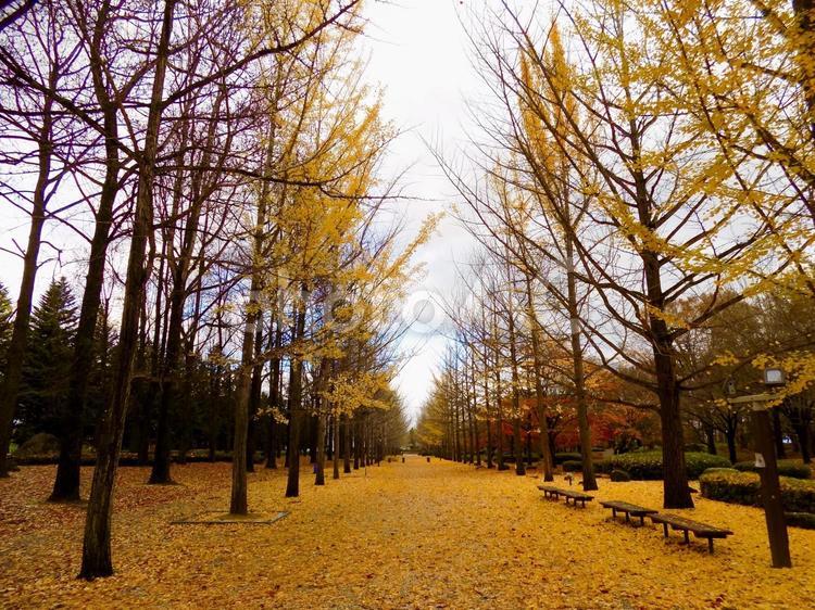 晩秋のイチョウ並木 イチョウ,並木,晩秋の写真素材