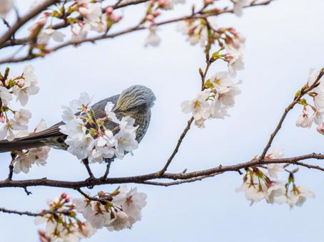 桜とヒヨドリ 桜とヒヨドリ ヒヨドリ,野鳥,鳥の写真素材