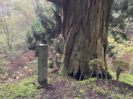 矢立の杉 矢立の杉の写真