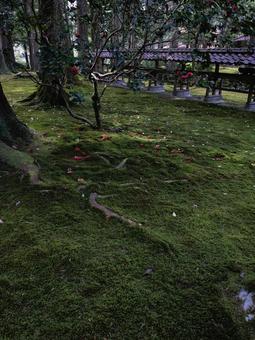 苔 苔の写真