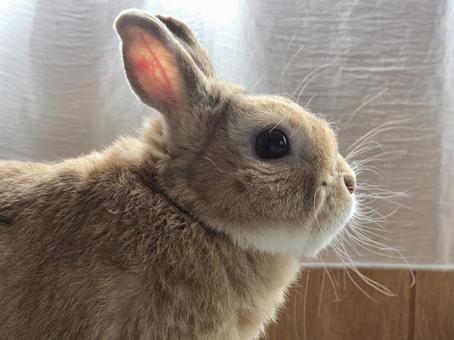 うさぎ 横顔 うさぎ 横顔 うさぎ,ウサギ,草食動物の写真素材