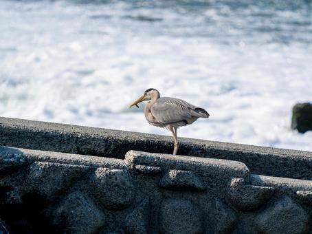 魚を食べるアオサギ 魚を食べるアオサギ サギ,アオサギ,野鳥の写真素材