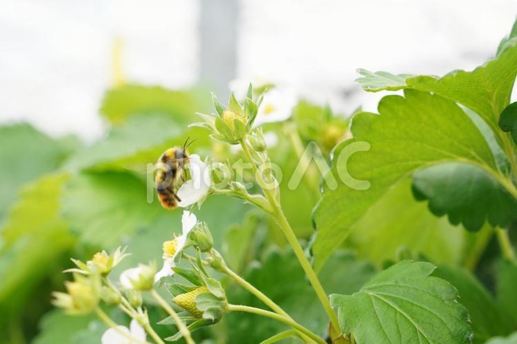 いちごの花とミツバチ みつばち,蜂,ミツバチの写真素材