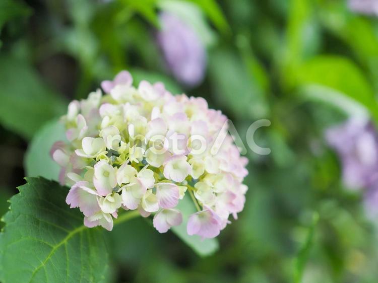 ピンクと白のあじさい あじさい,紫陽花,アジサイの写真素材