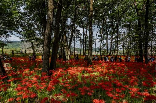 巾着田曼珠沙華公園周辺の景色 巾着田曼珠沙華公園周辺の景色 巾着田,曼珠沙華,公園の写真素材