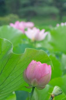八坂公園の蓮池 八坂公園の蓮池の写真