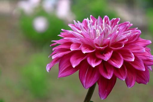 色鮮やかな大輪 色鮮やかな大輪 ダリア,花,キク科の植物の写真素材