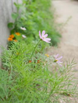 小さな花 小さな花の写真