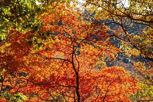 色づく木々(31) 葉,秋,モミジの写真素材