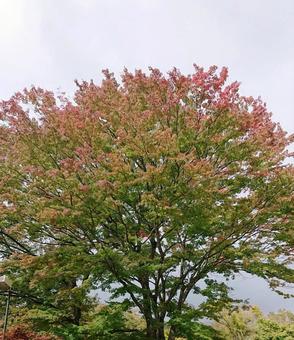 紅葉のはじまり 紅葉のはじまりの写真