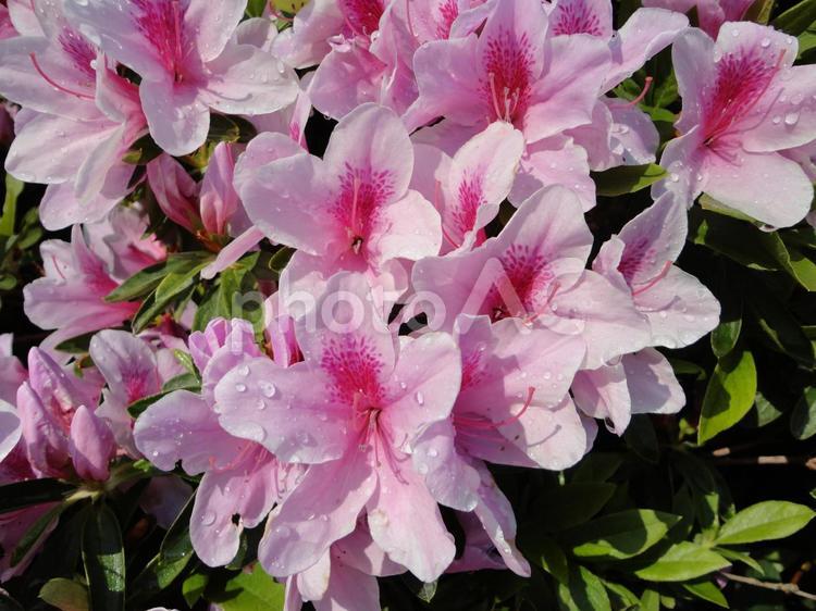 鮮やかに咲き誇るつつじの花 つつじ,ツツジ科,春の写真素材