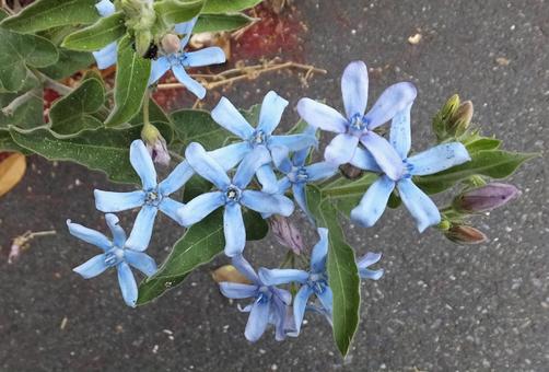 オキシペタルム [Southern star]-001の写真