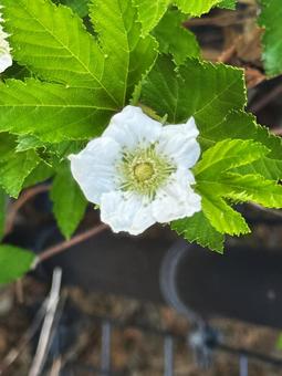 かじいちごの花 かじいちごの花の写真