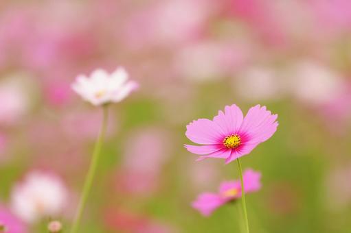 和泉リサイクル環境公園のコスモス コスモス,秋,ピンク色の写真素材