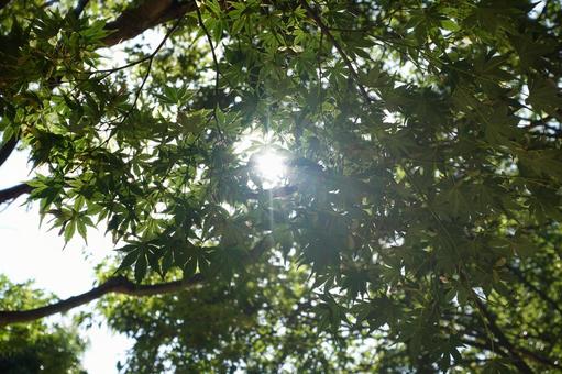 木漏れ日 木漏れ日 木漏れ日,木,林の写真素材