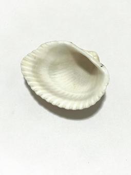 白い貝の抜け殻　内側 貝,二枚貝,殻の写真素材